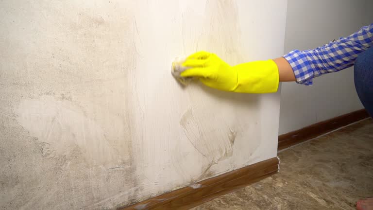 Best Mold Prevention Services  in Bridgeville, PA