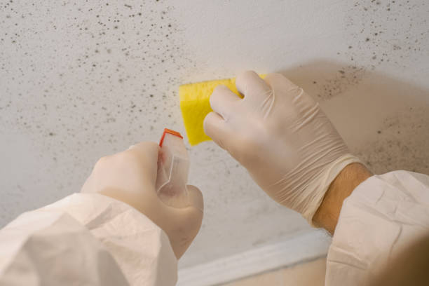 Best HVAC Mold Inspection and Cleaning  in Bridgeville, PA