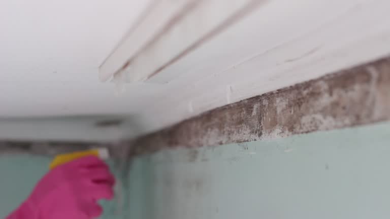 Trusted Bridgeville, PA Mold Removal Experts